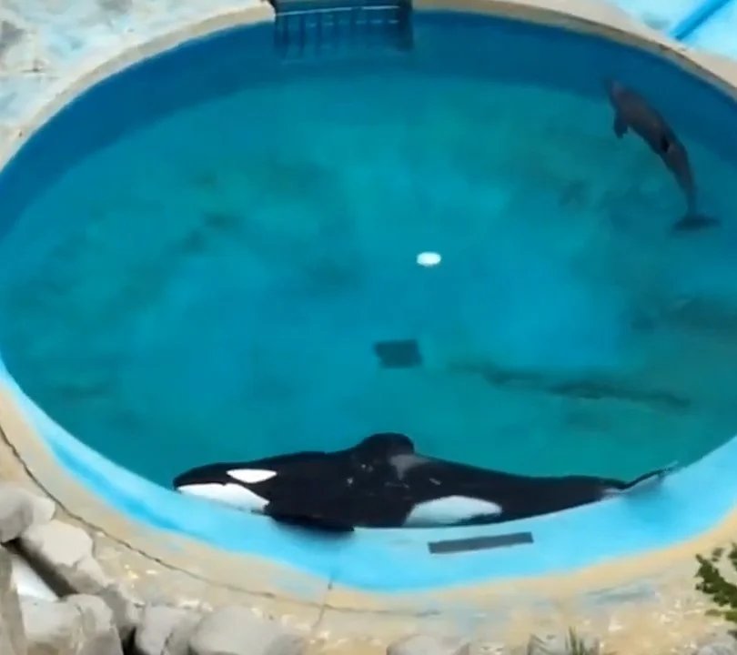 The orca Kshamenk lying still at the edge of a small shallow pool, with a dolphin nearby