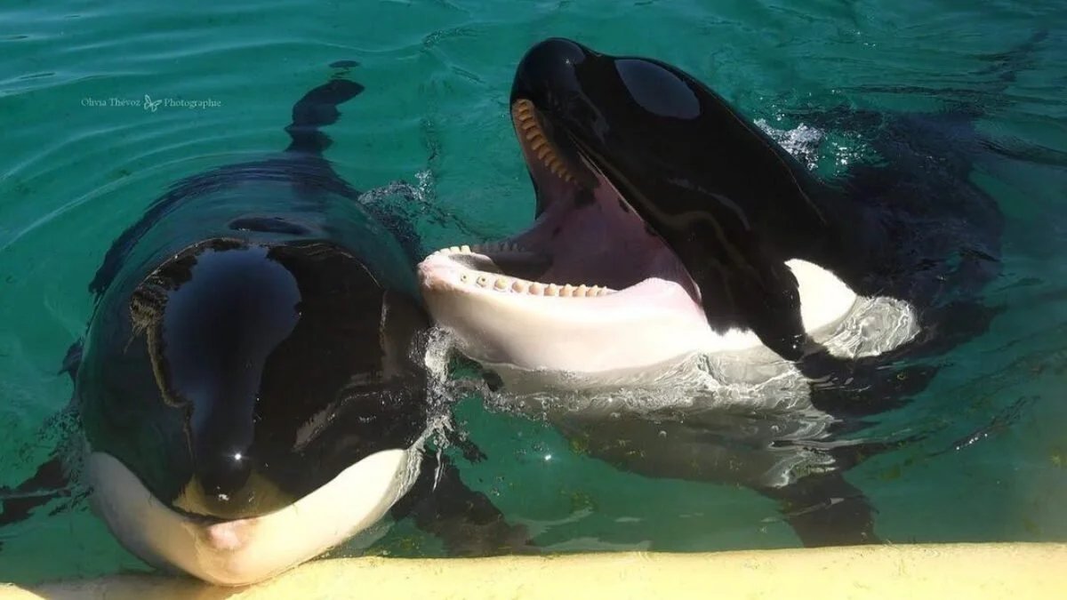 The orcas Wikie and Keijo with their heads above the water at the edge of a tank at Marineland, 2024