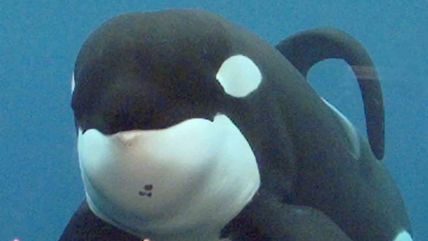 Close-up of the orca Keiko underwater