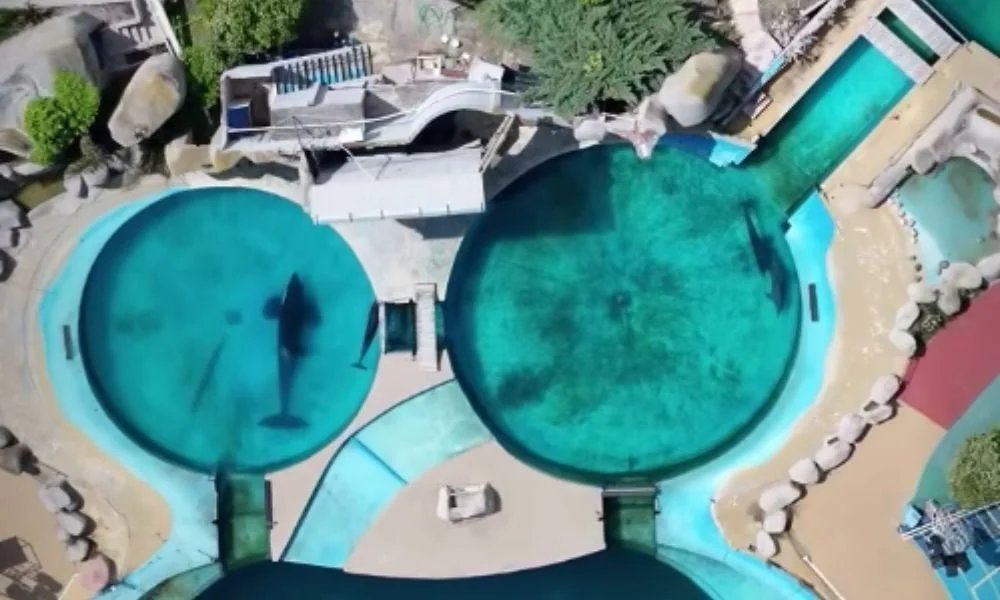 Aerial view of the small round concrete pools where the orca Kshamenk has been kept