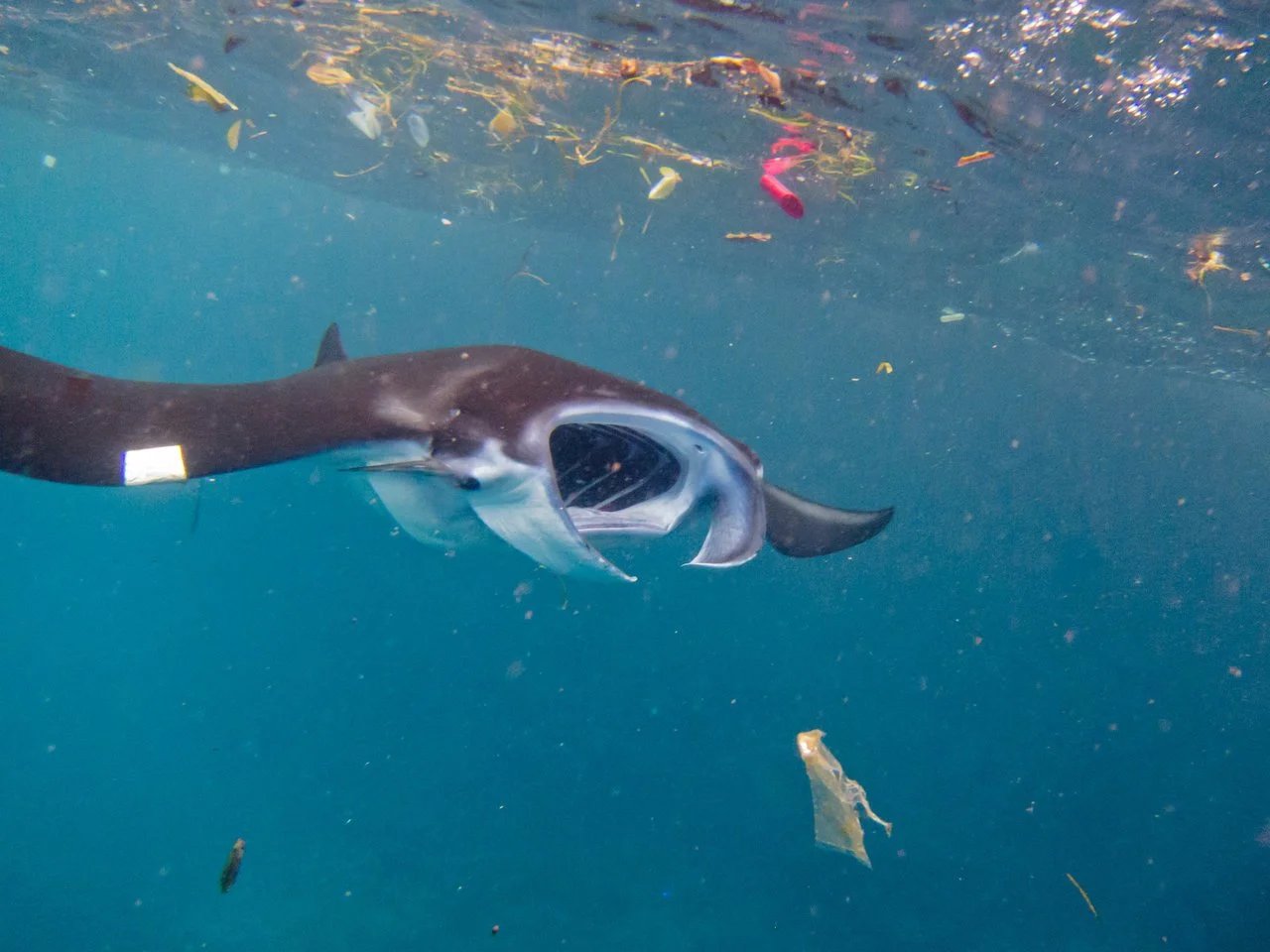 A manta ray swimming open-mouthed through ocean water littered with plastic debris